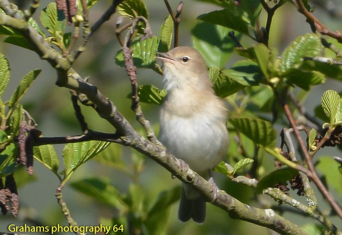 Garden Warbler