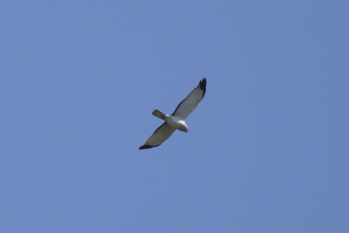 Northern Harrier