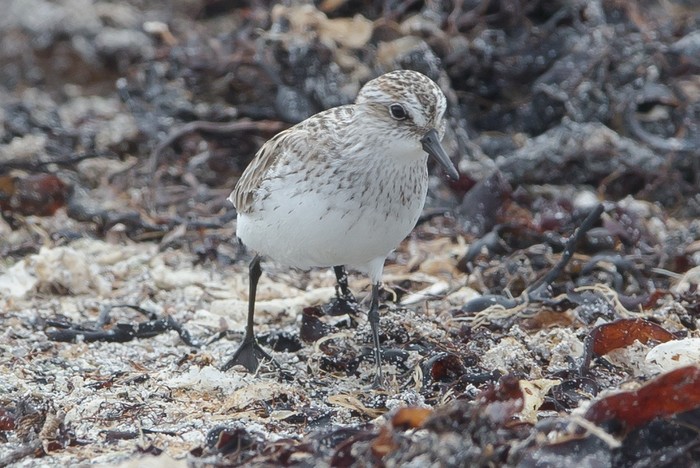 Semipalmated Sandpiper