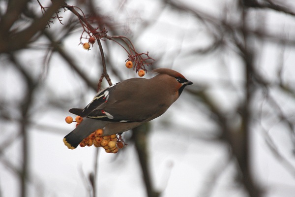 Waxwing