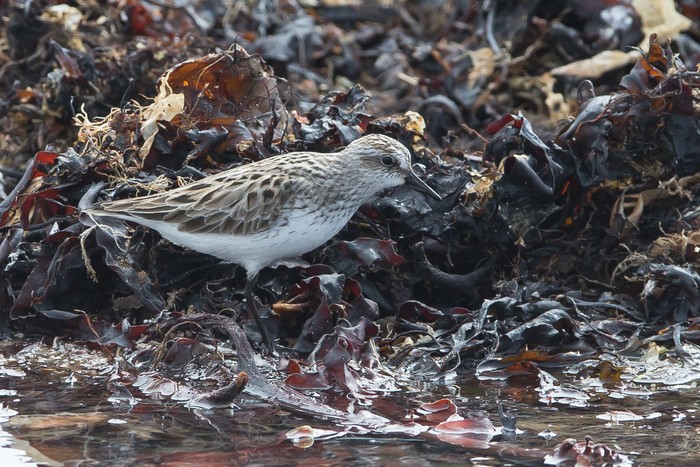 Semipalmated Sandpiper