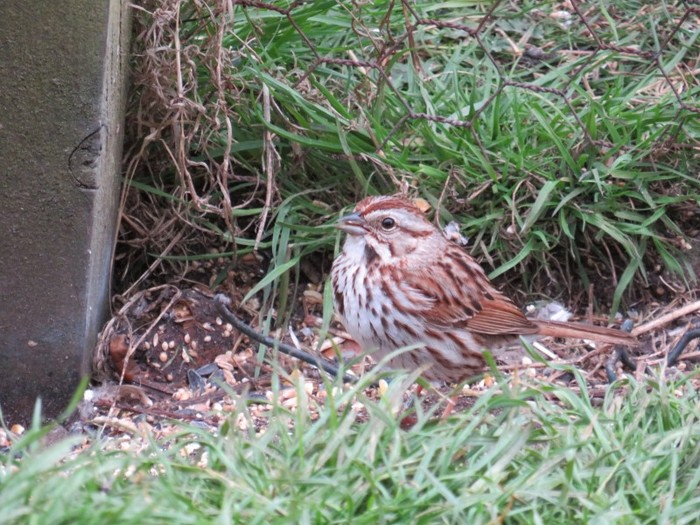 Song Sparrow