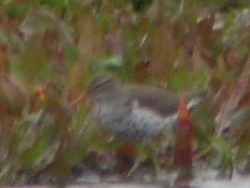 Spotted Sandpiper