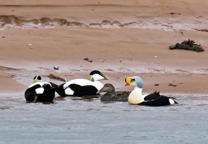 King Eider