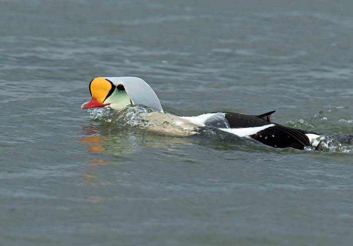 King Eider