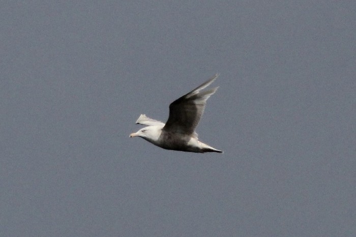 Glaucous Gull