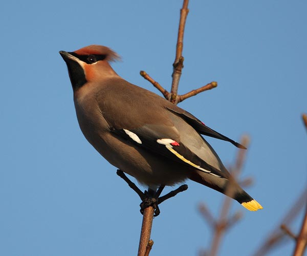 Waxwing