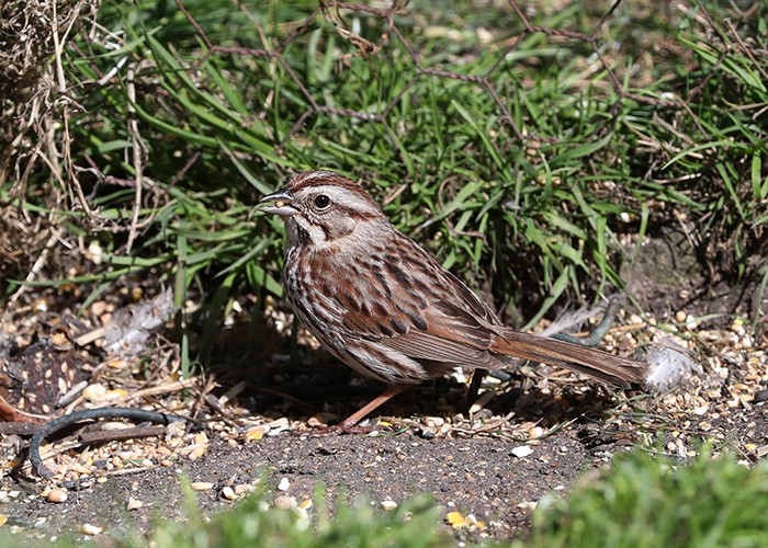 Song Sparrow