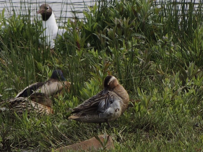 Garganey