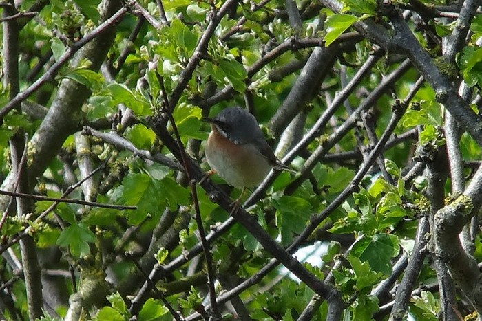 Eastern Subalpine Warbler