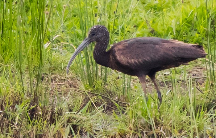 Glossy Ibis