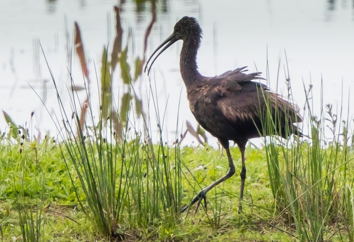 Glossy Ibis