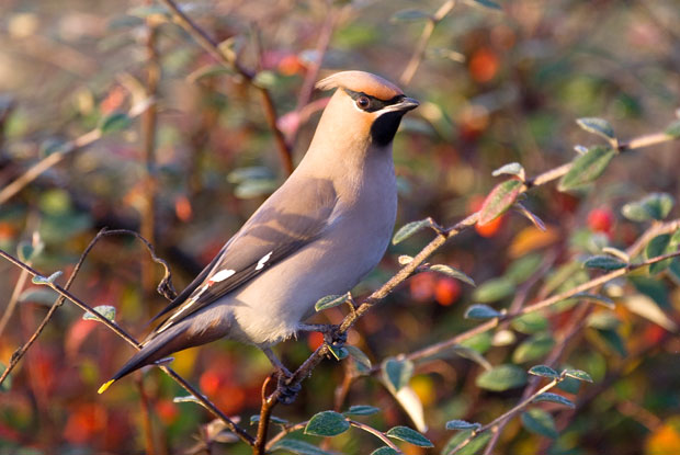 Waxwing
