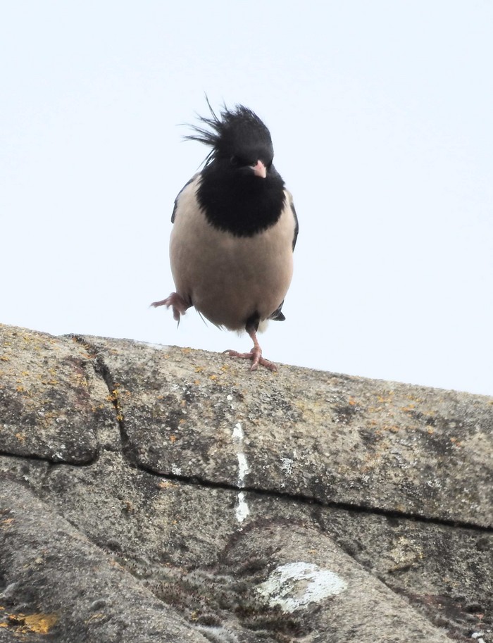 Rose-coloured Starling