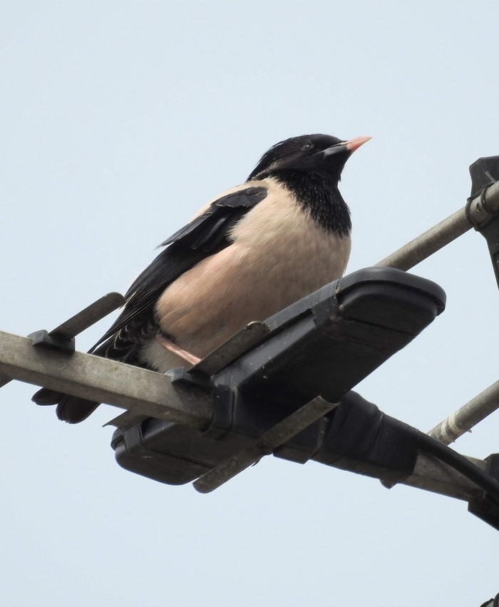 Rose-coloured Starling