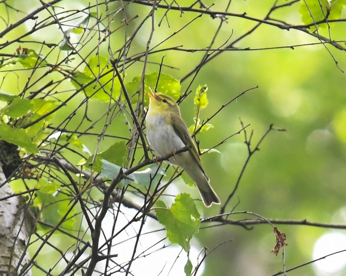 Wood Warbler