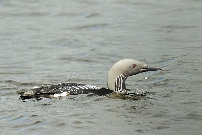 Black-throated Diver