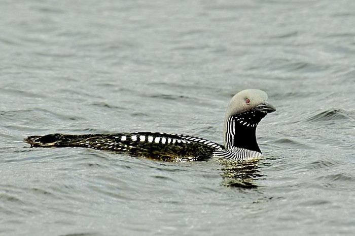 Black-throated Diver
