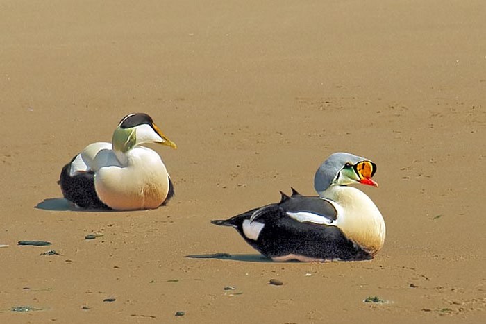 King Eider