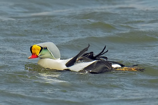 King Eider