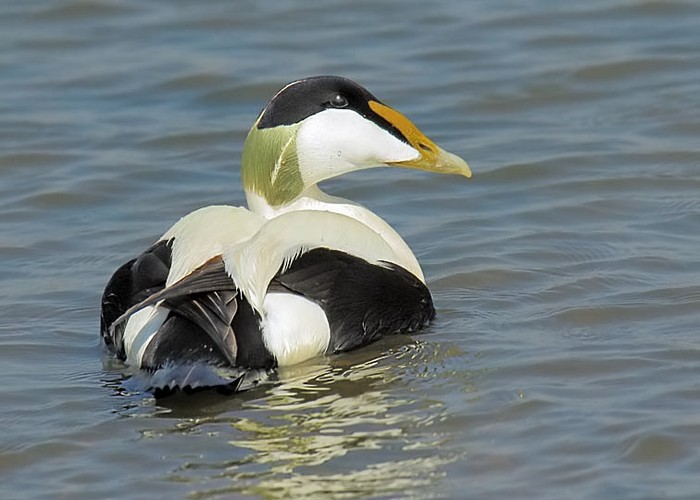 Eider