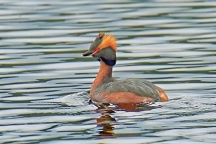 Slavonian Grebe