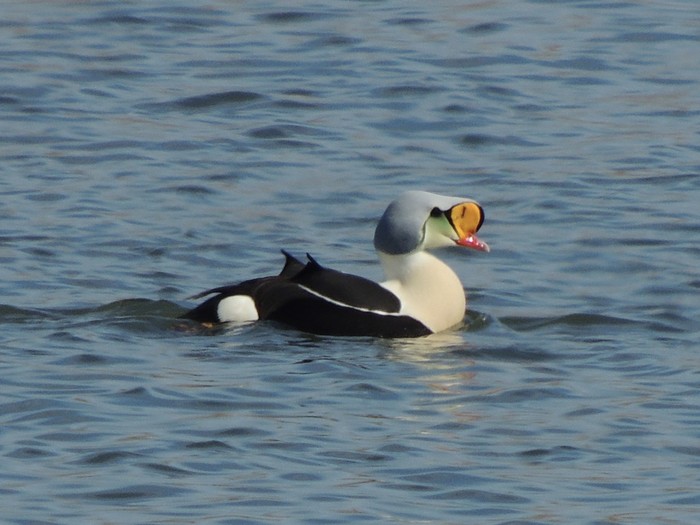 King Eider