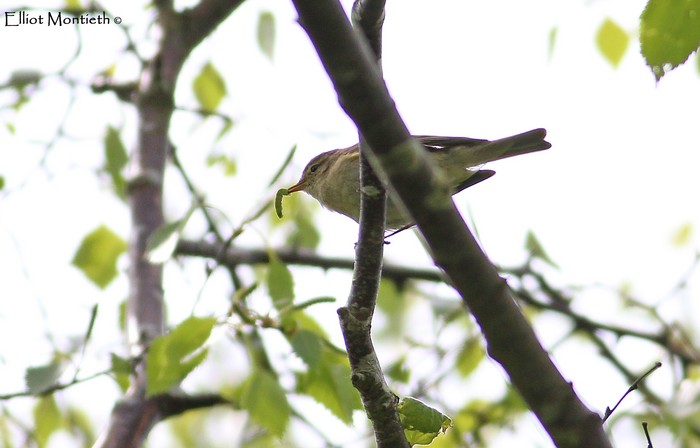 Iberian Chiffchaff
