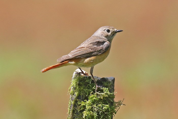 Redstart