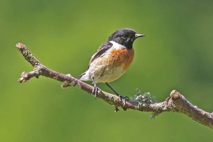 Stonechat