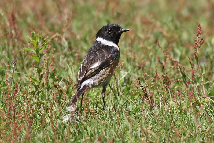 Stonechat