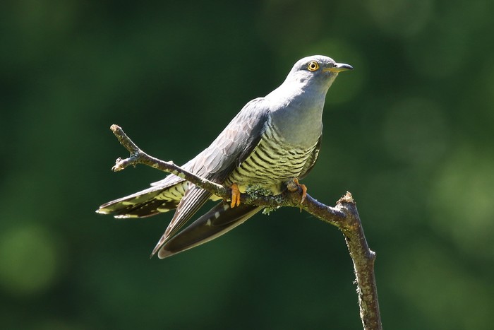 Cuckoo