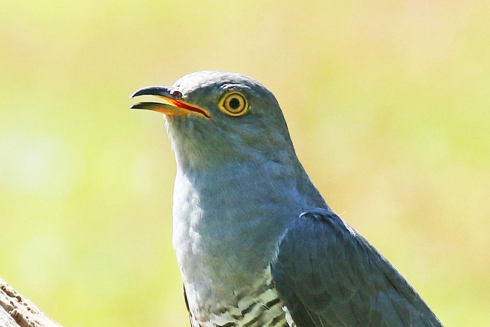 Cuckoo