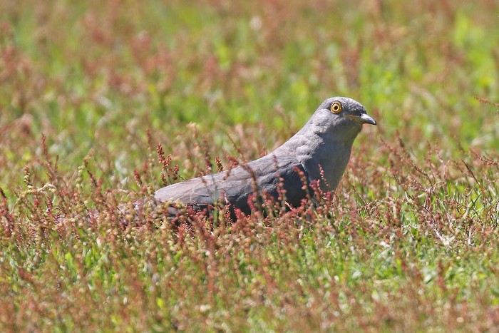 Cuckoo