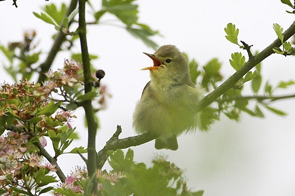 Icterine Warbler