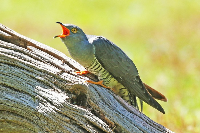 Cuckoo