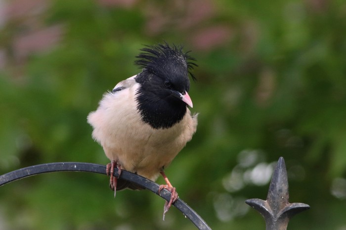 Rose-coloured Starling