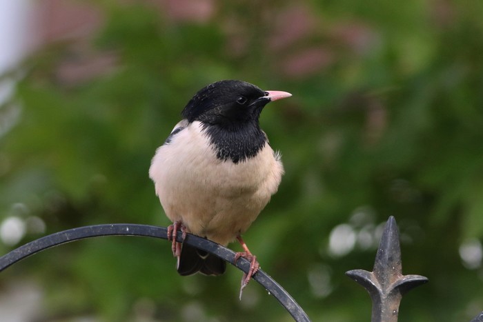 Rose-coloured Starling