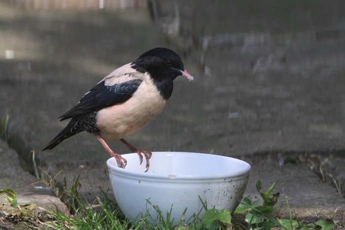 Rose-coloured Starling