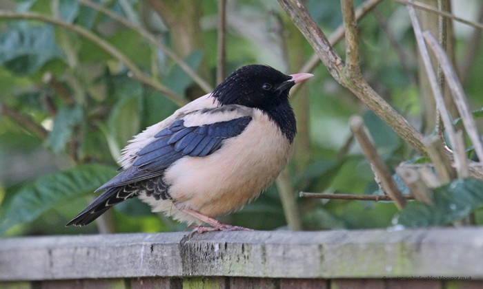 Rose-coloured Starling