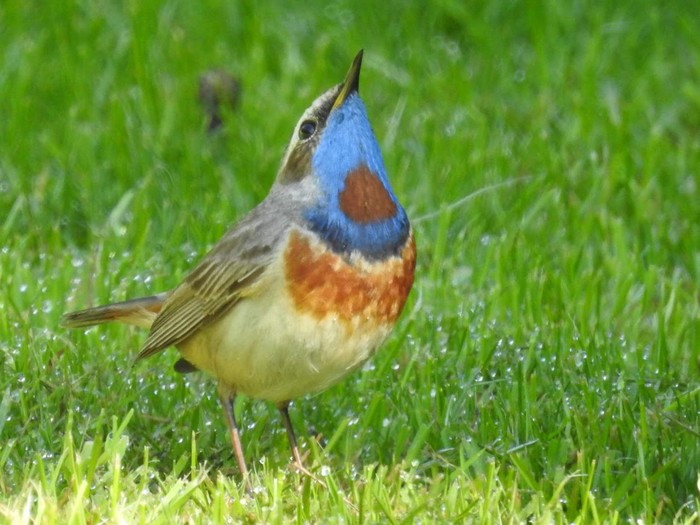 Red-spotted Bluethroat