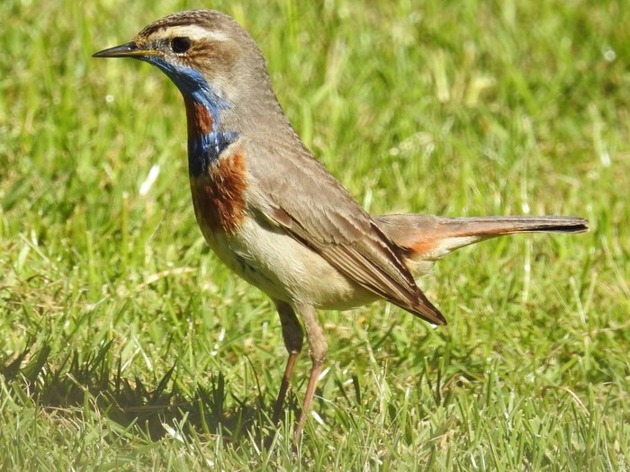 Red-spotted Bluethroat
