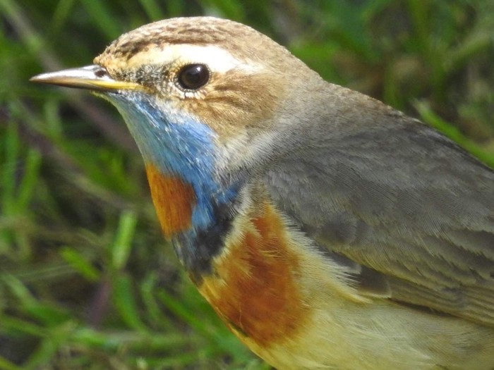 Red-spotted Bluethroat