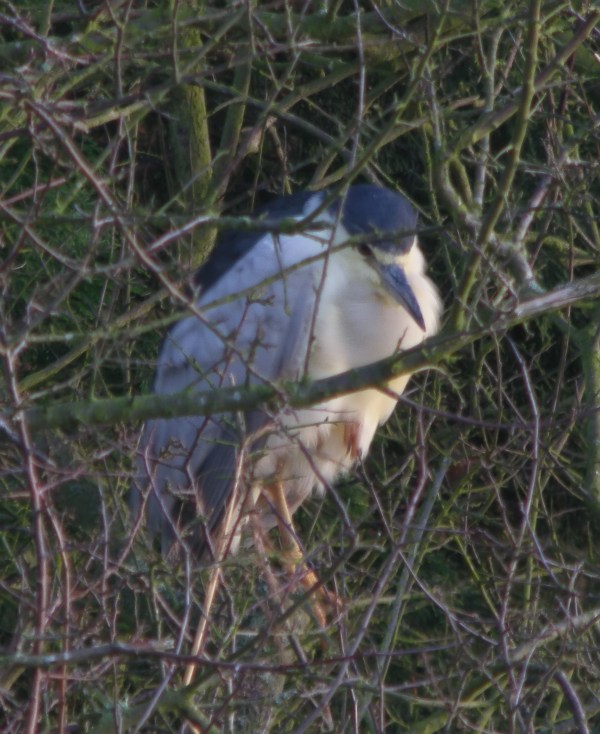 Night Heron