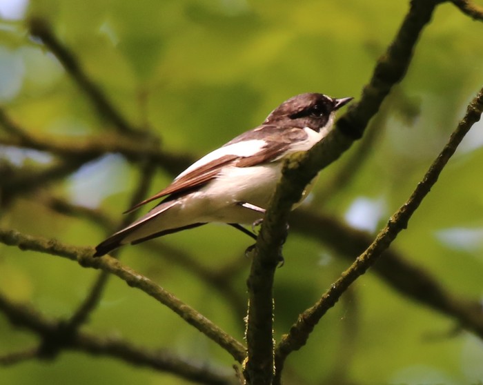 Pied Flycatcher