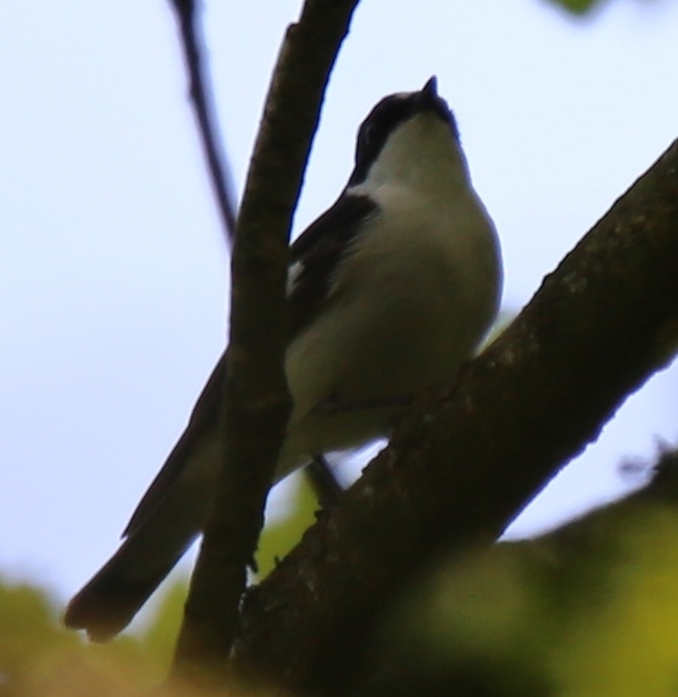 Pied Flycatcher