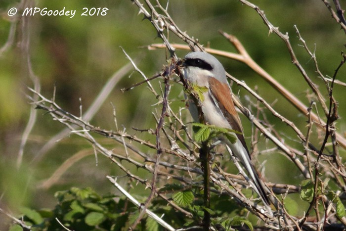 Red-backed Shrike
