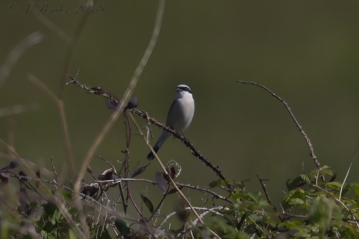 Red-backed Shrike