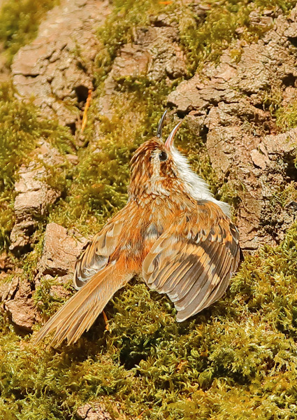 Treecreeper