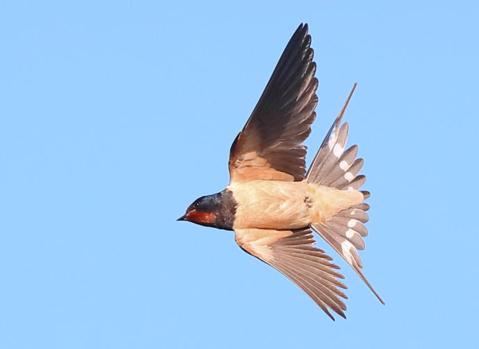 Swallow